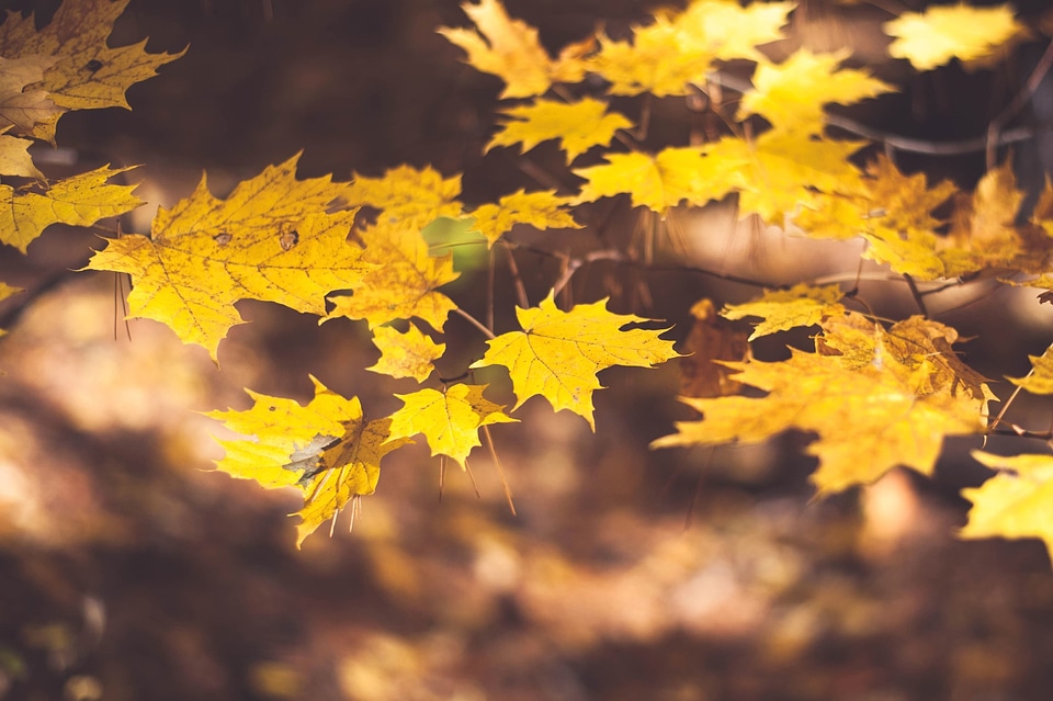 Autumn autumn season branch photo