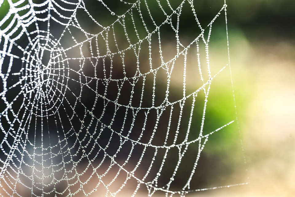 Beautiful Photo dew thread