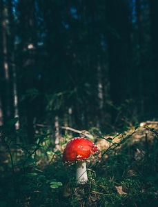 Forest fungus grass