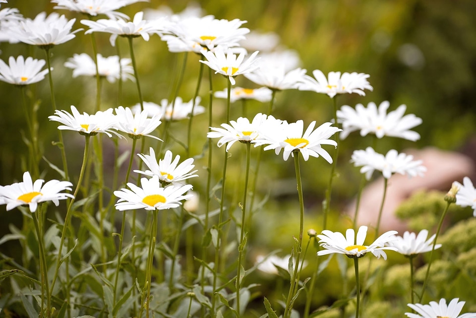 Beautiful Photo bloom daisy