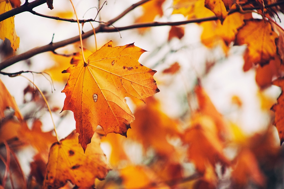 Branch leaf leaves