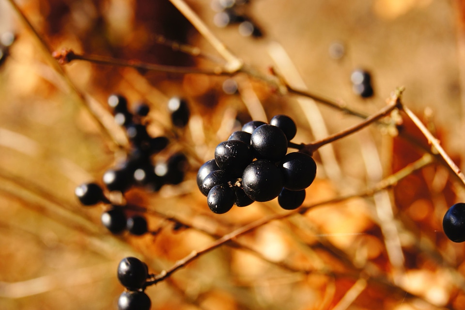Berries blackberry branches