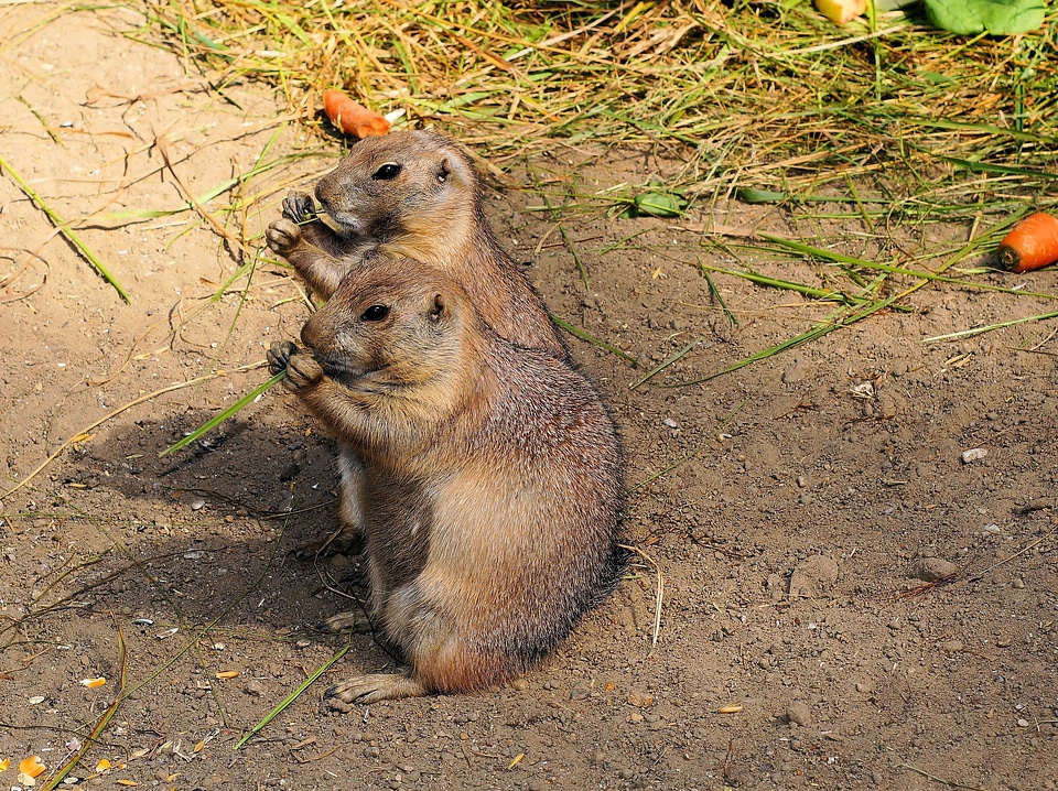 Marmota rodents together