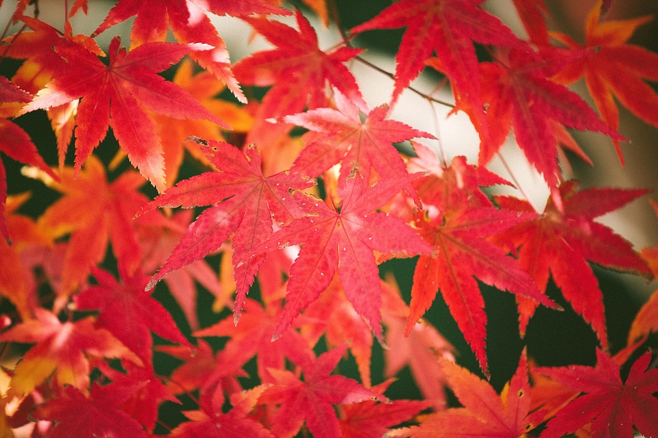 Autumn autumn season beautiful