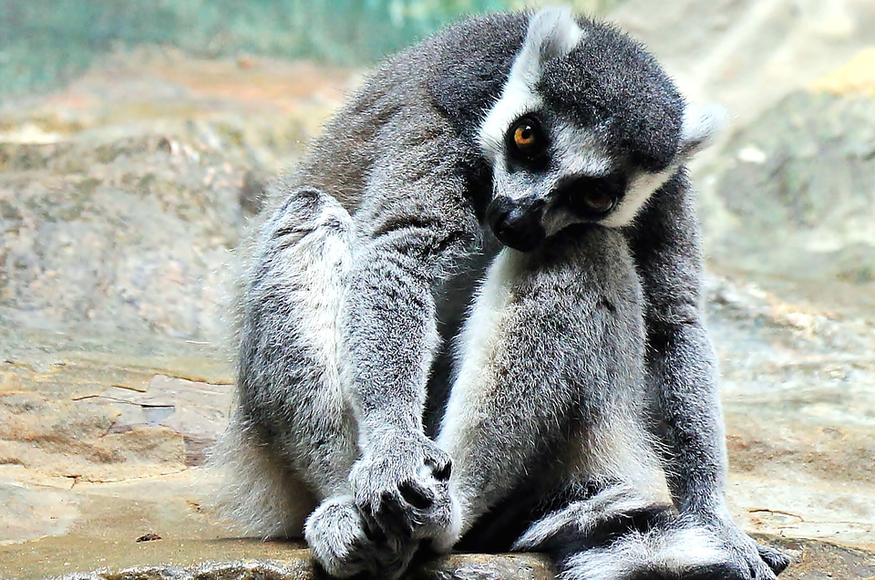 Animal beautiful photo lemur