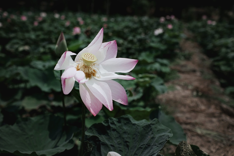 Beautiful Flowers beautiful photo flora