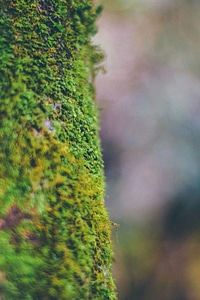 Green lichen macro