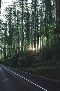 Forest nature road photo