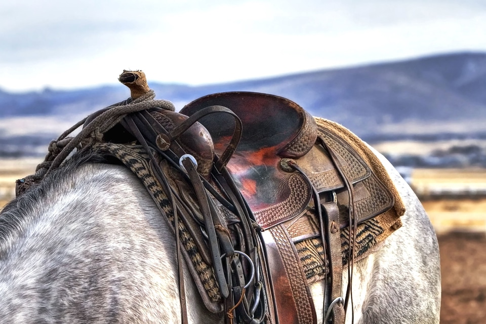 Animal field horse