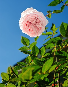 Bloom flora flower