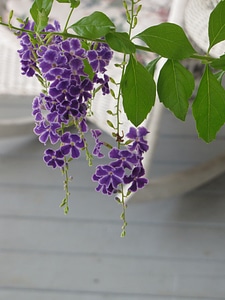 Petals floral blossom photo