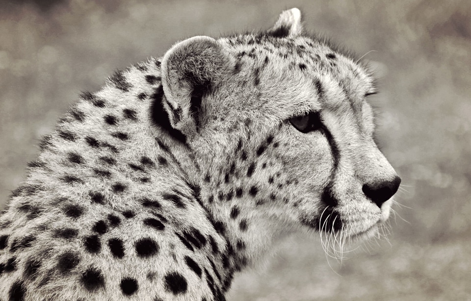 Animal carnivore cat