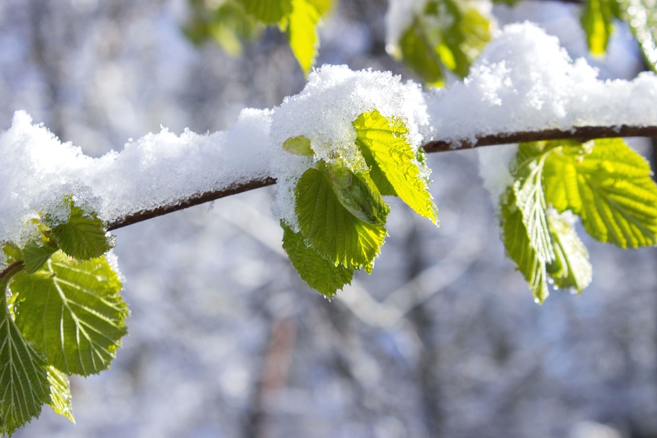 Branch leaves nature
