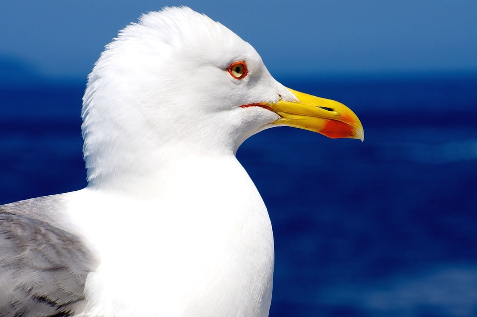 Animal avian beautiful photo