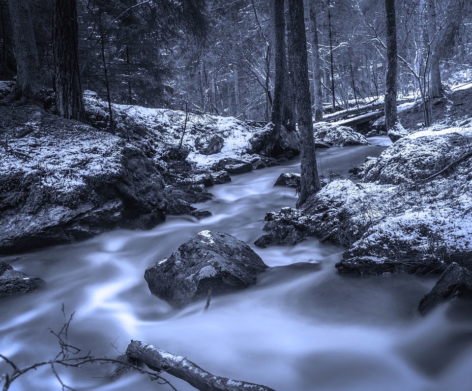 Forest tree water