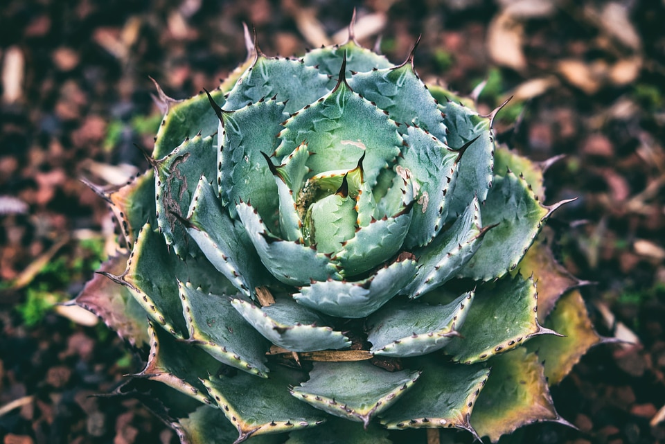 Beautiful Photo cactus dark green