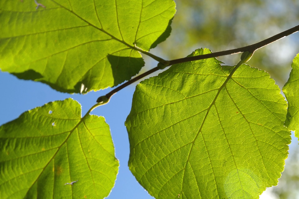 Branch green green leaves