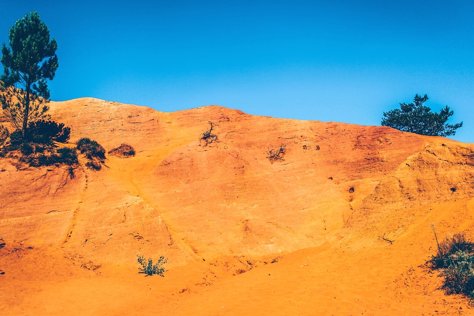 Bushes desert hill