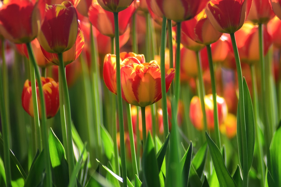 Beautiful beautiful flowers beautiful photo