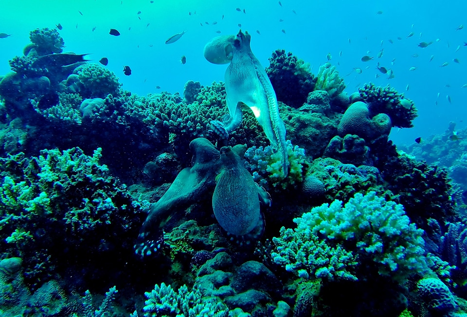 Mollusk diving fish