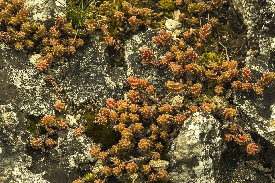 Lichen mousse nature