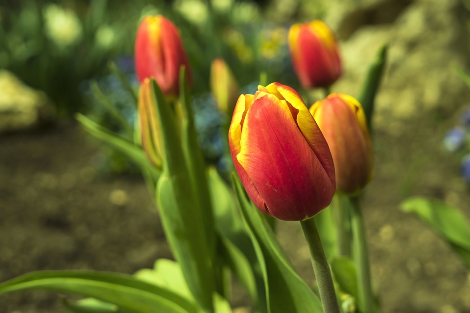Beautiful Flowers beautiful photo blooming