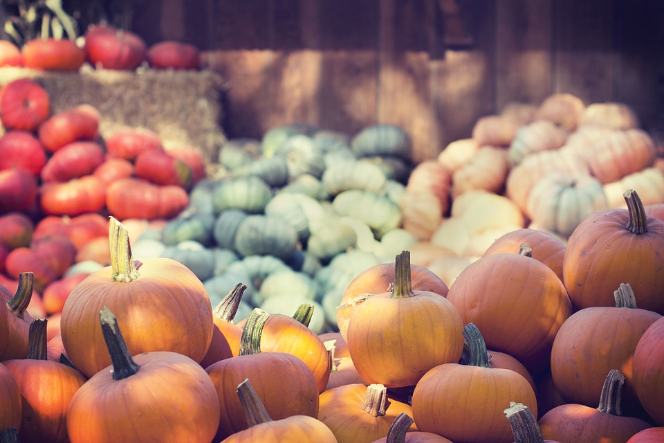 Agriculture Cucurbita moschata stall