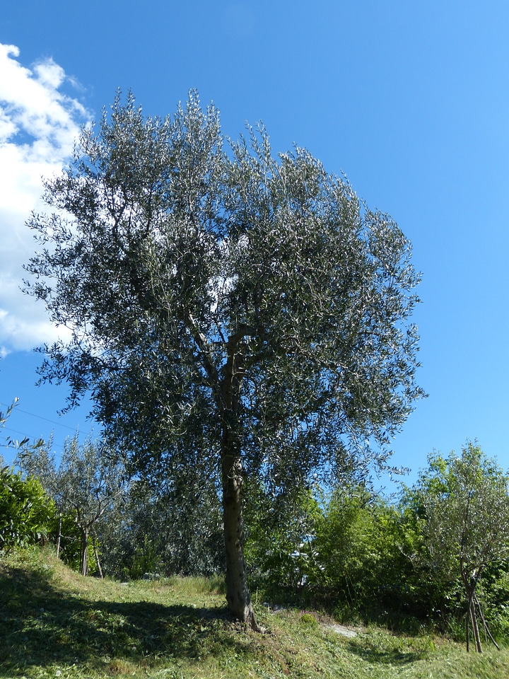 Real tree olea olive crop