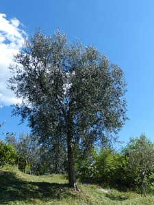 Real tree olea olive crop