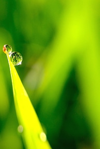 Dark Green dew evergreen