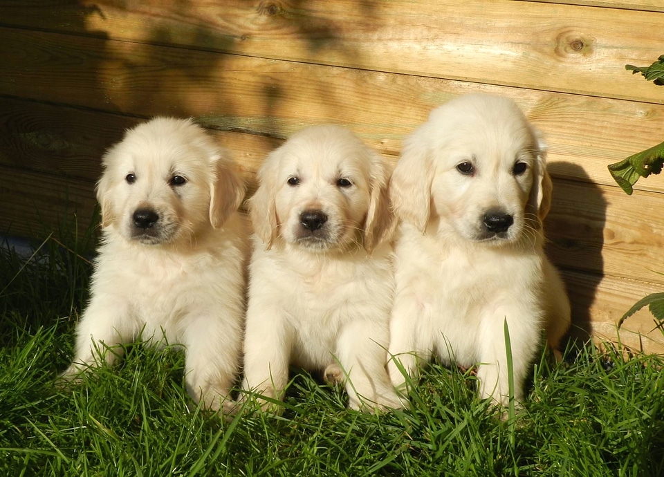 Animals dog grass
