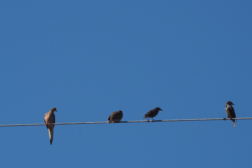 Animals bird blue sky