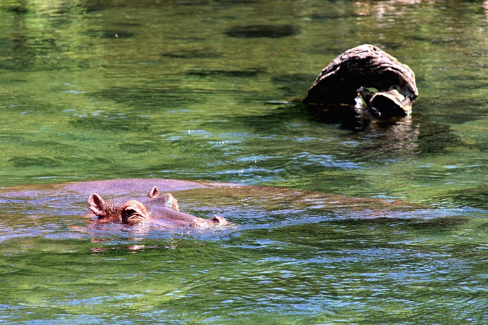 Africa animal hippopotamus