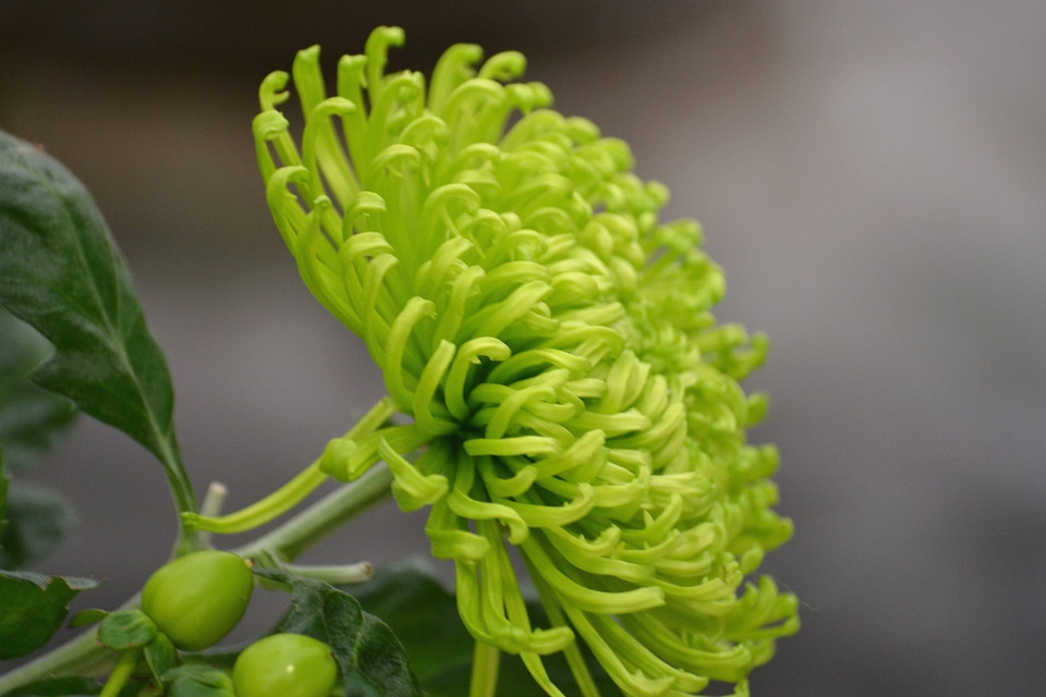 Bloom green green leaves