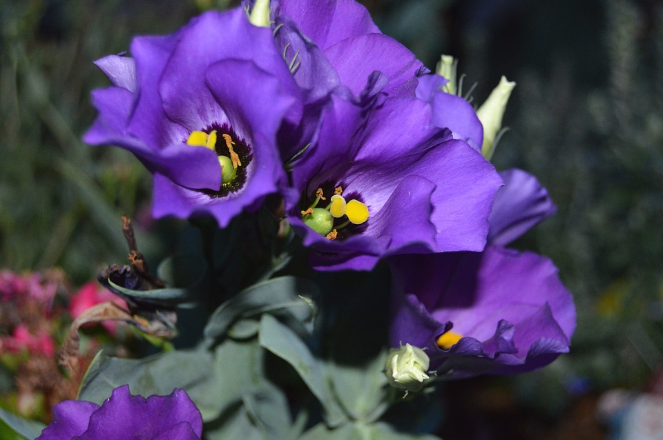 Flower petals plant