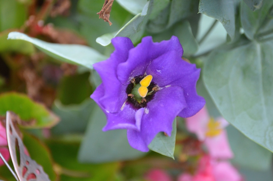 Flower nature petals