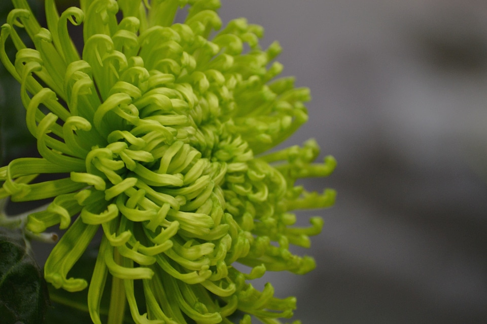 Bloom green plant