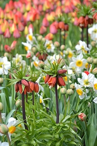 Colorful daffodil flower