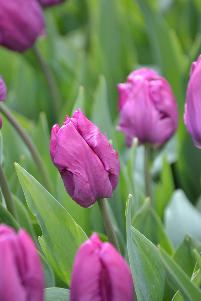 Flower Garden flowers purple photo