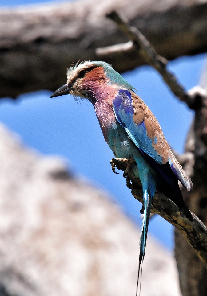 South africa kruger park animal