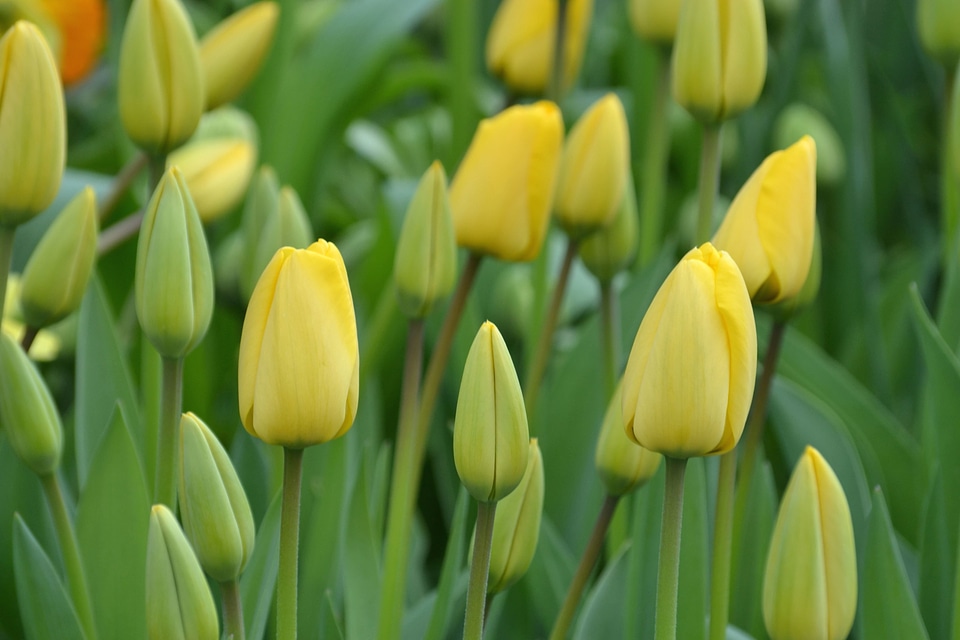 Flower flower garden petals