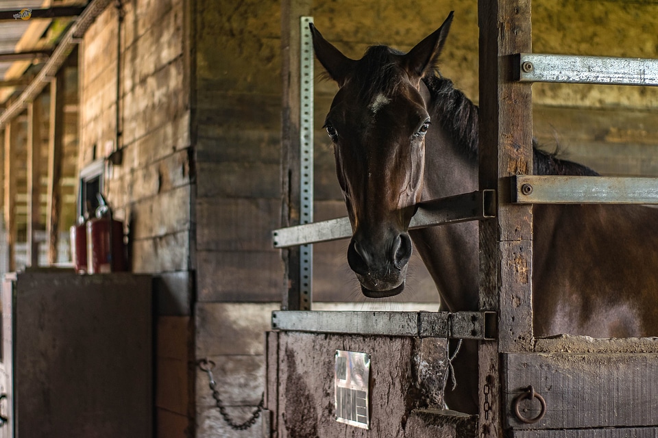 Animal barn beautiful photo