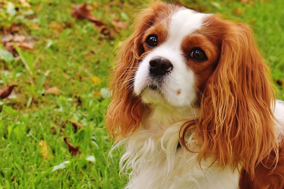 Animal beautiful photo canine