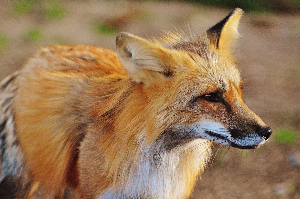 Animal beautiful photo carnivore