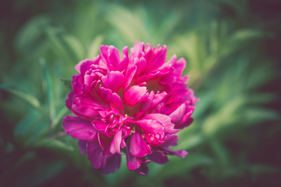 Flora flower macro