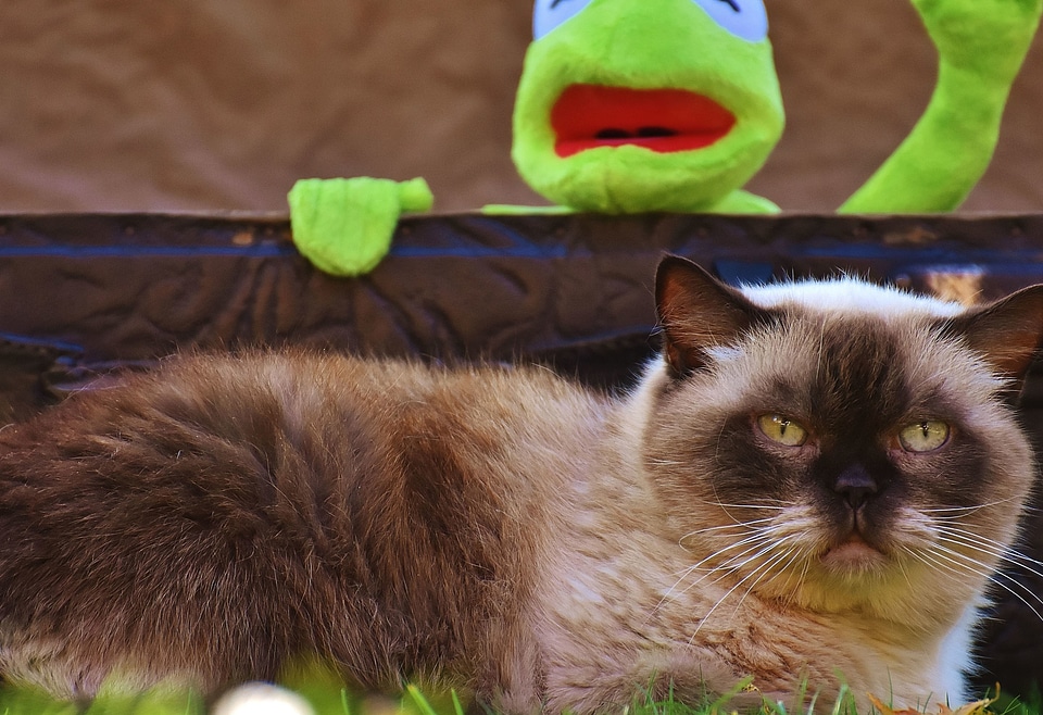 Animal cat domestic cat