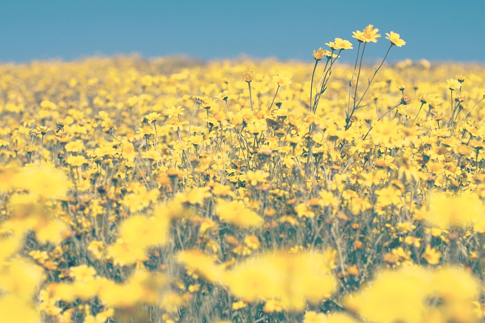 Agriculture beautiful blooming