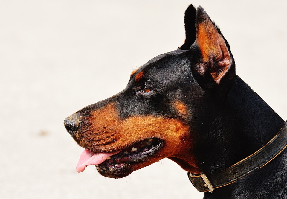 Animal beautiful photo canine