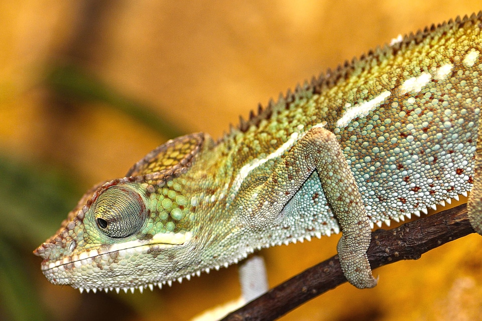 Animal beautiful photo lizard