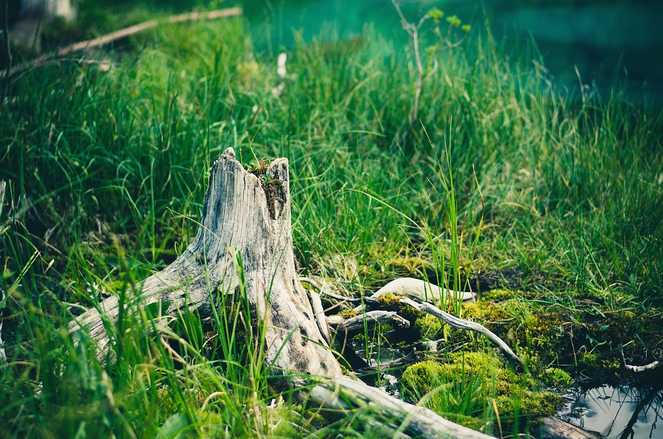 Forest grass grass plants photo